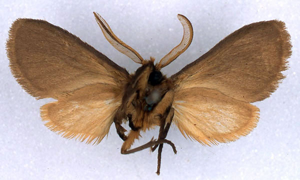 /filer/webapps/moths/media/images/P/pumila_Metarctia_LT_BMNH_02.jpg