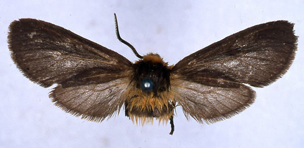 /filer/webapps/moths/media/images/P/pumila_Metarctia_PLT_BMNH_01.jpg