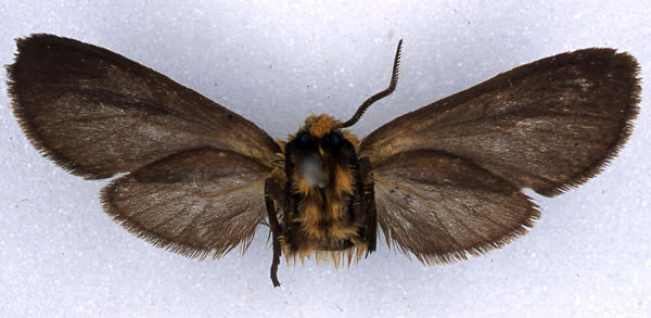 /filer/webapps/moths/media/images/P/pumila_Metarctia_PLT_BMNH_02.jpg