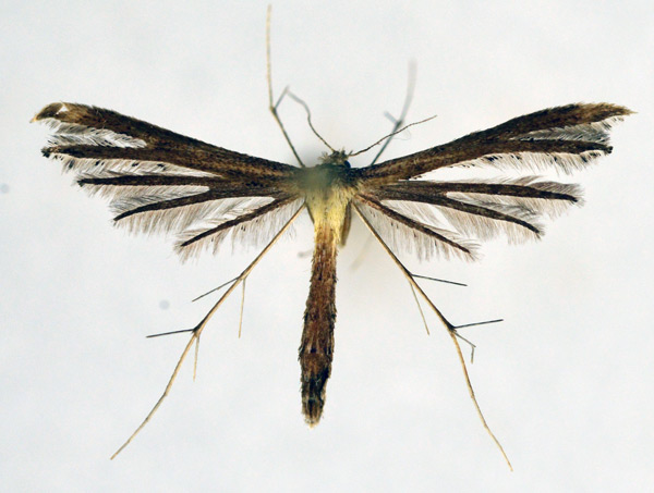 /filer/webapps/moths/media/images/P/pumilio_Exelastis_A_NHMO_02.jpg