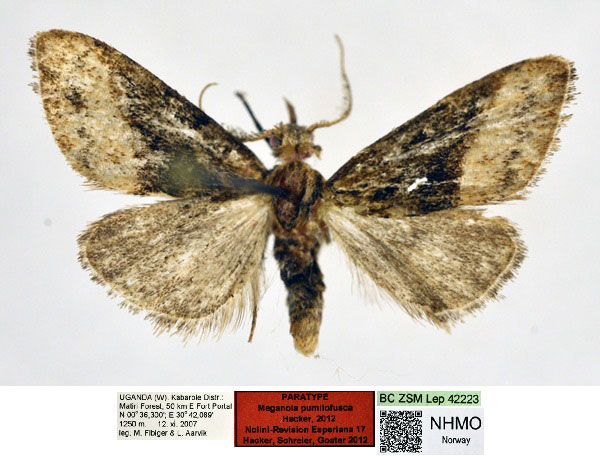 /filer/webapps/moths/media/images/P/pumilofusca_Meganola_PT_NHMO_5vm4NK6.jpg