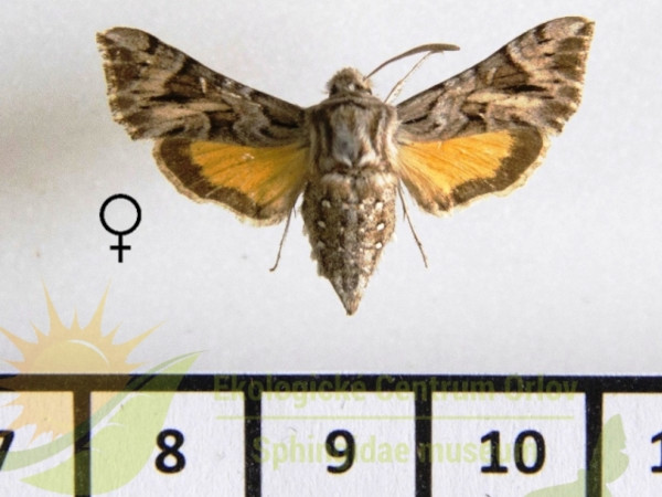 /filer/webapps/moths/media/images/P/pumilum_Microsphinx_AF_SMCR_01.jpg