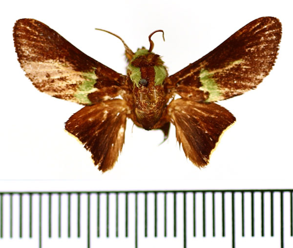 /filer/webapps/moths/media/images/P/pumilus_Latoia_AM_BMNH.jpg