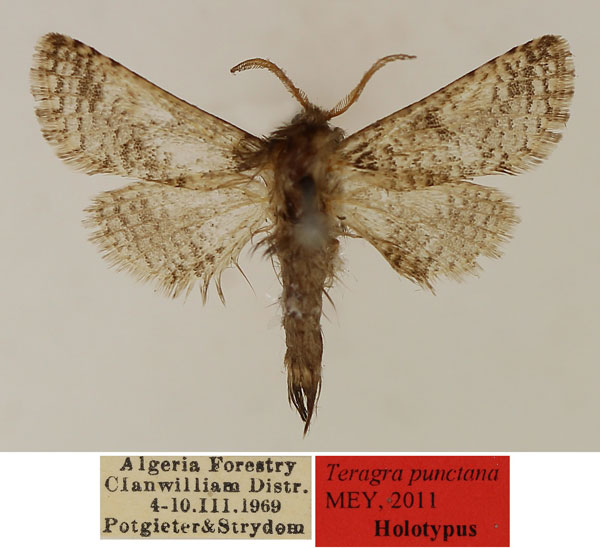 /filer/webapps/moths/media/images/P/punctana_Teragra_HT_TMSA_UNq8o39.jpg