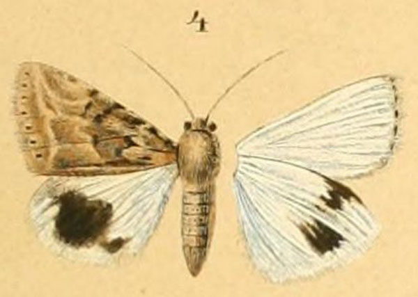 /filer/webapps/moths/media/images/P/punctata_Anumeta_HT_Menetries_04.jpg