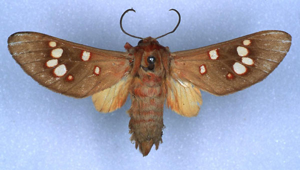 /filer/webapps/moths/media/images/P/punctata_Balacra_PT_RBINS_01.jpg