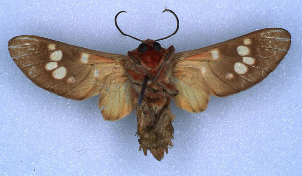 /filer/webapps/moths/media/images/P/punctata_Balacra_PT_RBINS_02.jpg
