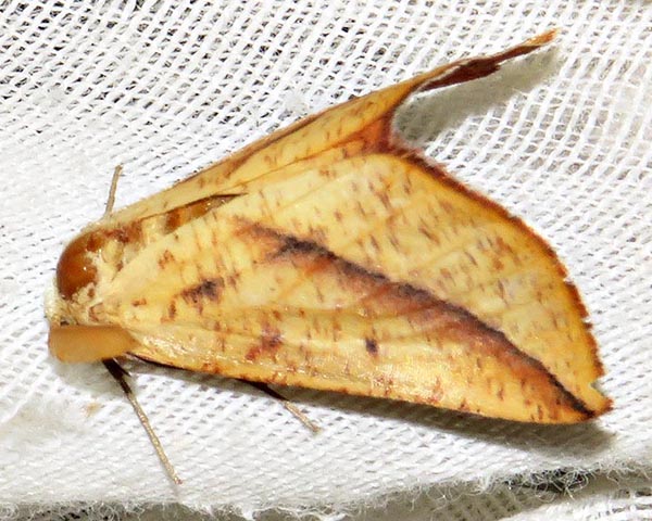 /filer/webapps/moths/media/images/P/punctata_Drepanogynis_A_Braun_02.jpg
