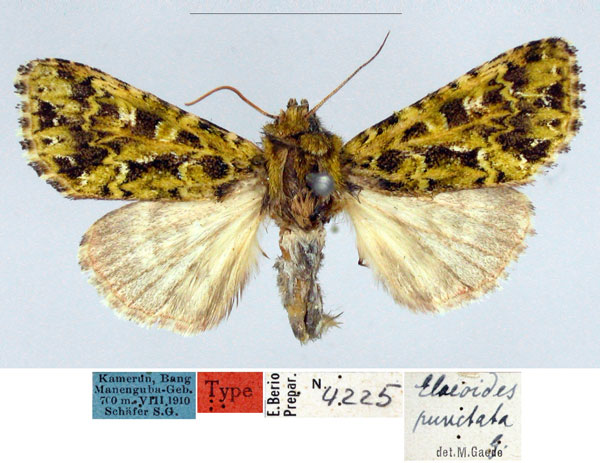 /filer/webapps/moths/media/images/P/punctata_Elaeodes_HT_MfN.jpg