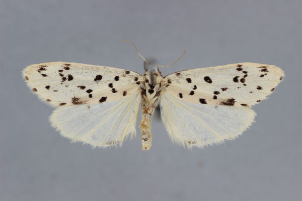 /filer/webapps/moths/media/images/P/punctata_Exilisia_A_BMNH.jpg