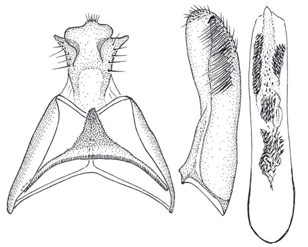 /filer/webapps/moths/media/images/P/punctata_Gnathifera_GMPT_ZMHB.jpg