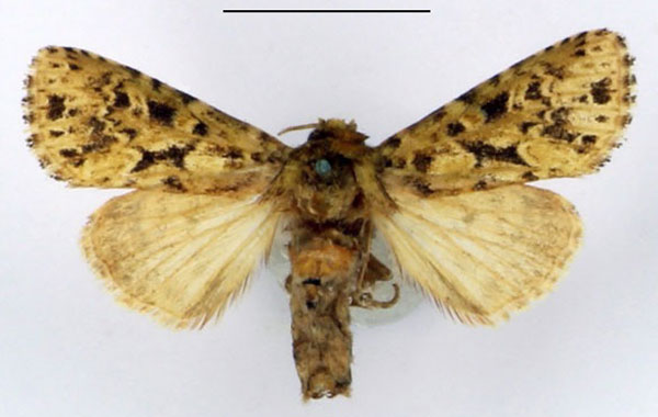 /filer/webapps/moths/media/images/P/punctata_Nyodes_AM_BMNH_01.jpg