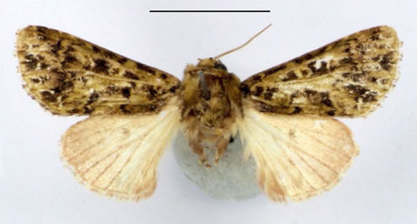 /filer/webapps/moths/media/images/P/punctata_Nyodes_AM_BMNH_02.jpg