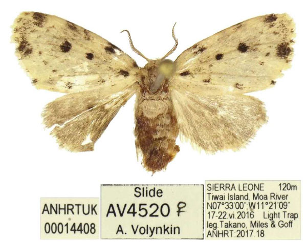 /filer/webapps/moths/media/images/P/punctata_Palaeosiccia_AM_ANHRT.jpg