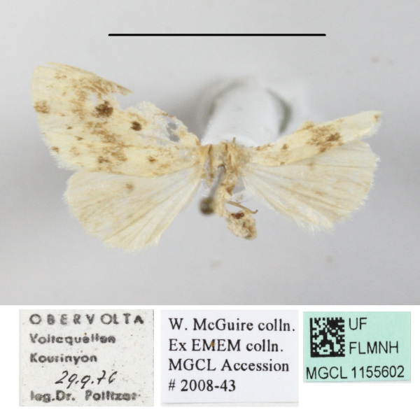 /filer/webapps/moths/media/images/P/punctata_Palaeosiccia_A_MGCL.JPG