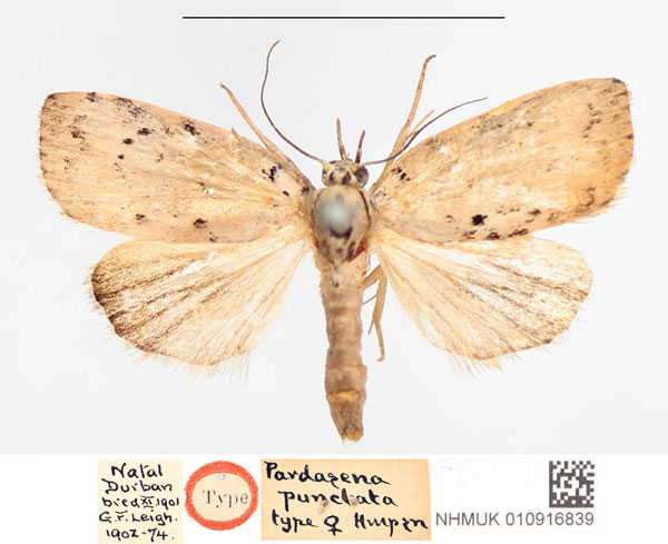 /filer/webapps/moths/media/images/P/punctata_Pardasena_HT_NHMUK.jpg