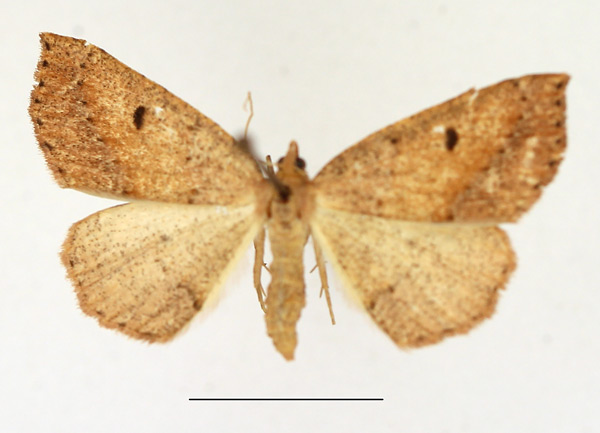 /filer/webapps/moths/media/images/P/punctata_Pareclipsis_AF_TMSA.jpg