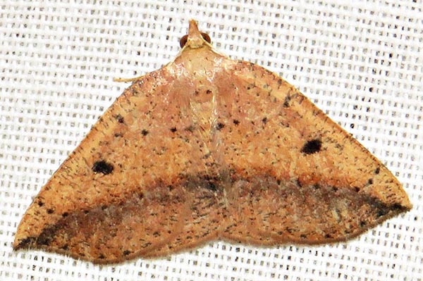 /filer/webapps/moths/media/images/P/punctata_Pareclipsis_A_Braun_04.jpg