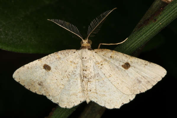 /filer/webapps/moths/media/images/P/punctata_Pareclipsis_M_Heyns_01.JPG