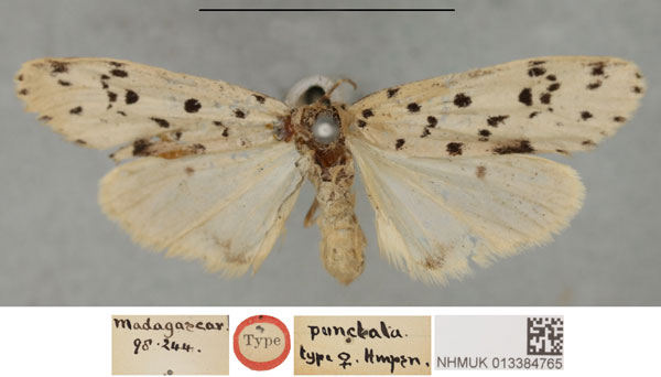 /filer/webapps/moths/media/images/P/punctata_Philenora_HT_NHMUKa.jpg