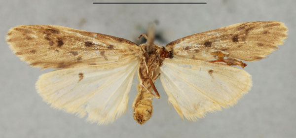 /filer/webapps/moths/media/images/P/punctata_Philenora_HT_NHMUKb.jpg