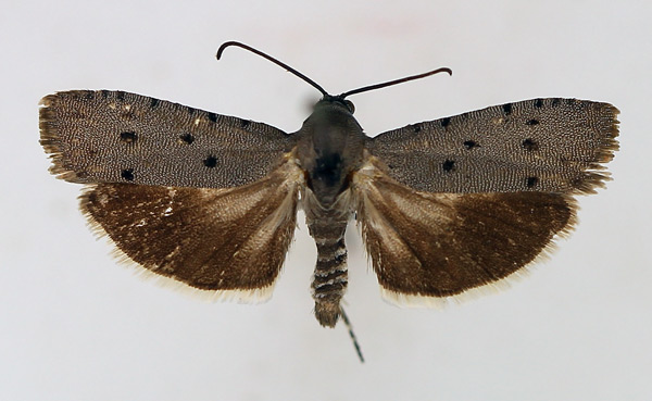 /filer/webapps/moths/media/images/P/punctata_Phycodes_AM_TMSA.jpg