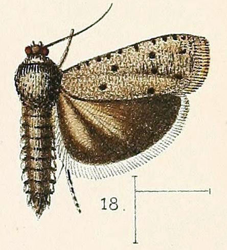 /filer/webapps/moths/media/images/P/punctata_Phycodes_HT_Walsingham_1891_3-18.jpg