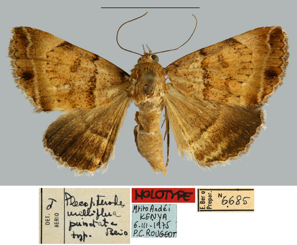 /filer/webapps/moths/media/images/P/punctata_Plecopterodes_HT_MNHN.jpg