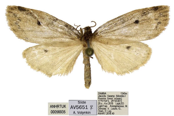 /filer/webapps/moths/media/images/P/punctata_Thumatha_AF_ANHRT.jpg