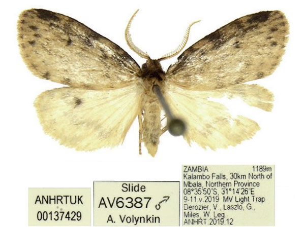 /filer/webapps/moths/media/images/P/punctata_Thumatha_AM_ANHRT_01.jpg