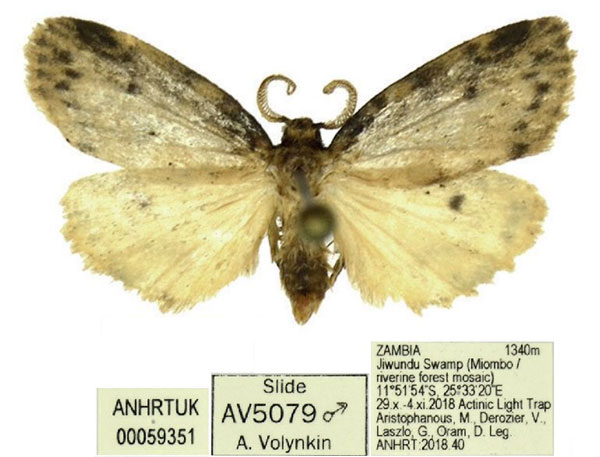 /filer/webapps/moths/media/images/P/punctata_Thumatha_AM_ANHRT_02.jpg
