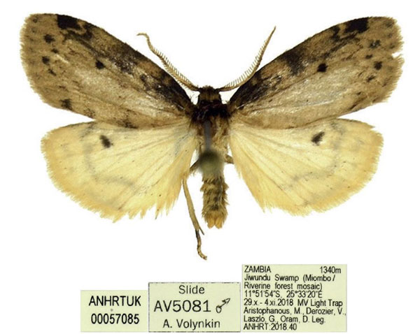 /filer/webapps/moths/media/images/P/punctata_Thumatha_AM_ANHRT_03.jpg