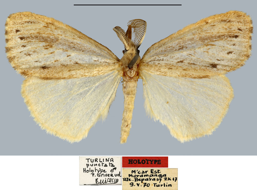 /filer/webapps/moths/media/images/P/punctata_Turlina_HT_MNHN.jpg