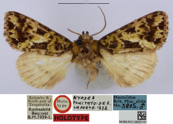/filer/webapps/moths/media/images/P/punctatoides_Nyodes_HT_BMNH_qoIsEgG.jpg