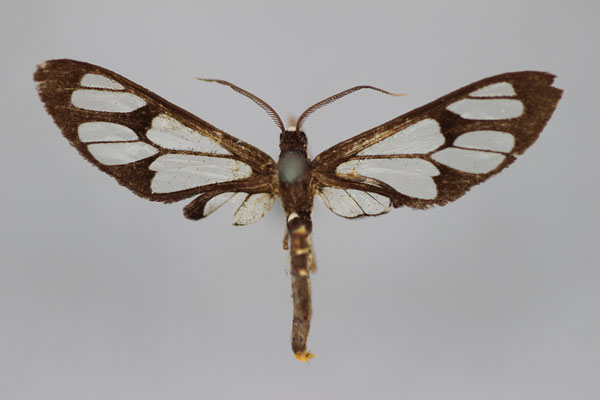 /filer/webapps/moths/media/images/P/puncticincta_Myopsyche_A_BMNH.jpg