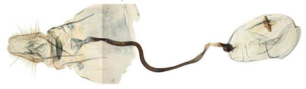 /filer/webapps/moths/media/images/P/puncticornis_Yponomeuta_GF_BMNH_28363.jpg