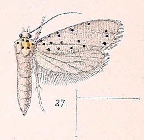 /filer/webapps/moths/media/images/P/puncticornis_Yponomeuta_HT_Walsingham_1891_4-27.jpg