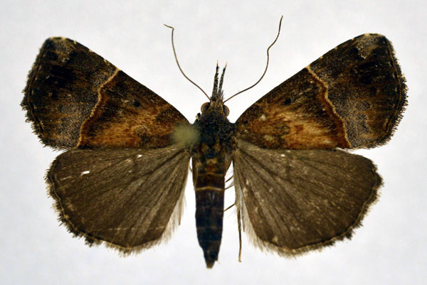 /filer/webapps/moths/media/images/P/puncticosta_Hypena_A_NHMO.jpg