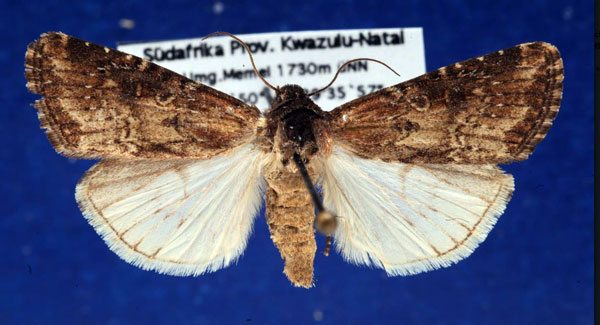 /filer/webapps/moths/media/images/P/puncticostata_Micragrotis_AM_Schellhorn.jpg