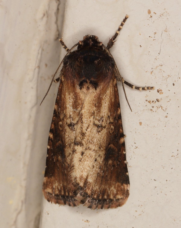 /filer/webapps/moths/media/images/P/puncticostata_Micragrotis_A_Heyns_01.jpg