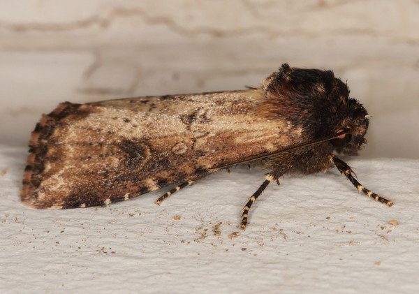 /filer/webapps/moths/media/images/P/puncticostata_Micragrotis_A_Heyns_02.jpg