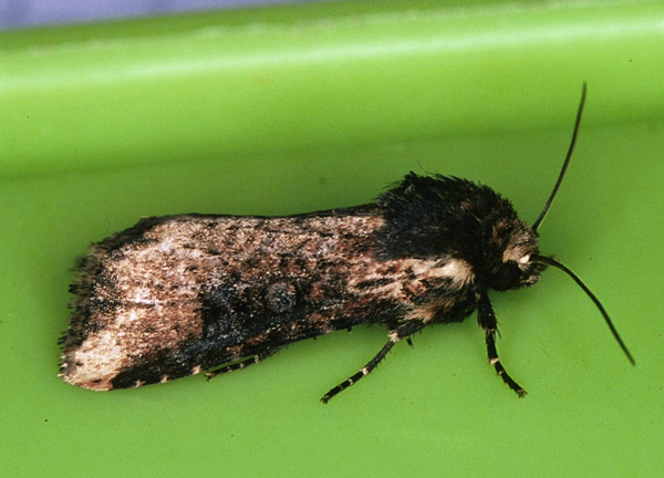 /filer/webapps/moths/media/images/P/puncticostata_Micragrotis_A_Roland_01_pZ0E35O.jpg