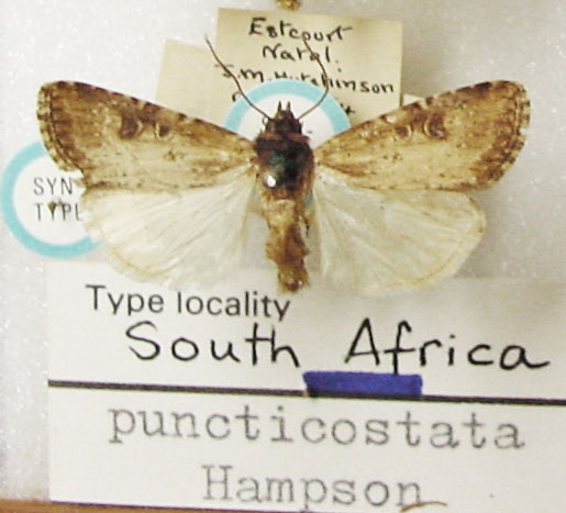 /filer/webapps/moths/media/images/P/puncticostata_Micragrotis_STM_NHMUK.jpg