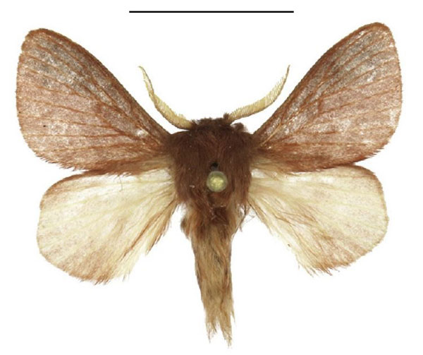 /filer/webapps/moths/media/images/P/punctifascia_Anadiasa_AM_ANHRT_01.jpg