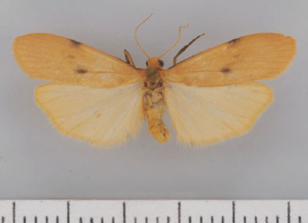 /filer/webapps/moths/media/images/P/punctifascia_Campter_AM_TMSA.jpg