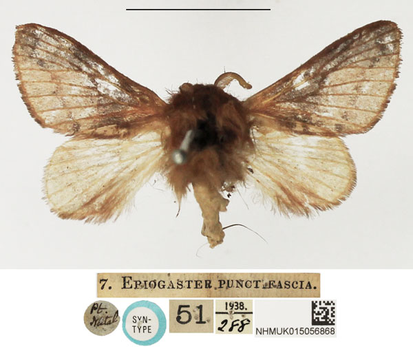 /filer/webapps/moths/media/images/P/punctifascia_Eriogaster_STM_NHMUK.jpg