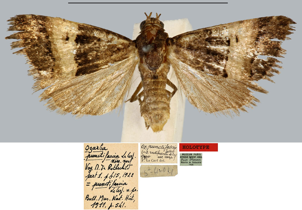 /filer/webapps/moths/media/images/P/punctifascia_Ozarba_HT_MNHN.jpg