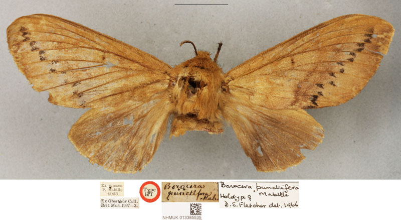 /filer/webapps/moths/media/images/P/punctifera_Borocera_HT_BMNH.jpg