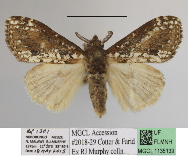 /filer/webapps/moths/media/images/P/punctifera_Dasychira_AM_MGCLa_01.JPG