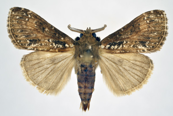 /filer/webapps/moths/media/images/P/punctifera_Dasychira_AM_NHMO.jpg